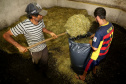 Camomila de Mandirituba gera renda milionária e garante fama nacional ao município. Foto: Ari Dias/AEN