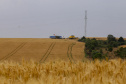 31.09.2021 - Plantação de trigo, região de Tibagi/Pr
Foto Gilson Abreu/AEN