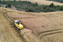 31.09.2021 - Plantação de trigo, região de Tibagi/Pr
Foto Gilson Abreu/AEN