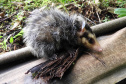 IAT alerta para época reprodutiva dos gambás - Alerta do órgão ambiental se deve ao grande número de ocorrências recebidas de animais vitimados por diversos motivos no mês de setembro. -  Curitiba, 04/10/2021  -  Foto: IAT