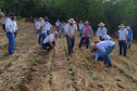 Difundir tecnologias sustentáveis para a produção agrícola é um dos propósitos do IDR-Paraná (Instituto de Desenvolvimento Rural do Paraná - Iapar-Emater).  O Sistema de Plantio Direto de Hortaliças (SPDH) é uma dessas práticas que vêm sendo levadas aos agricultores. Na região de Cascavel um dia de campo mostrou aos olericultores as vantagens e soluções para problemas surgidos durante implementação do sistema.  - Curitiba, 14/10/2021 - Foto: IDR-PR