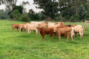 Em comemoração aos cinco anos do Purunã, IDR-Paraná lança projeto para disseminar a raça pelo estado - Curitiba, 14/10/2021 - Foto: IDR-PARANÁ