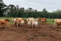 Em comemoração aos cinco anos do Purunã, IDR-Paraná lança projeto para disseminar a raça pelo estado - Curitiba, 14/10/2021 - Foto: IDR-PARANÁ