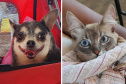 Campanha conscientiza sobre câncer de mama em pets. Foto: SEDEST
