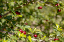 22.11.2021- Produção de acerola em Japurá.
Foto Gilson Abreu/AEN