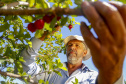 22.11.2021- Produção de acerola em Japurá.
Foto Gilson Abreu/AEN