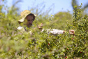 22.11.2021- Produção de acerola em Japurá.
Foto Gilson Abreu/AEN