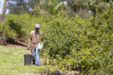 22.11.2021- Produção de acerola em Japurá.
Foto Gilson Abreu/AEN