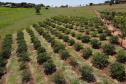 22.11.2021- Produção de acerola em Japurá.
Foto Gilson Abreu/AEN