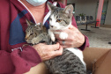 NOVA AMÉRICA DA COLINA -  O Castramóvel passou por sete municípios neste mês. Ao todo, foram esterilizados 855 cães e gatos, uma média de 147 por município. Nesta quarta e quinta-feira (27 e 28), o programa chega a Bandeirantes, onde são esperados 116 animais.  -  Curitiba, 26/10/2021 - Foto: SEDEST