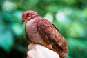 Uma equipe de biólogos que atua nos estudos exigidos pelo projeto da Nova Ferroeste iniciou na semana passada a quarta e última campanha da fauna, que faz o levantamento e identificação das espécies existentes nas áreas do traçado da ferrovia. Espécies endêmicas de anfíbios, anta, onça-parda, aves e animais ameaçados de extinção foram identificados na Serra do Mar, onde foram realizados os trabalhos.Foto: Conrrado Age/AEN