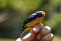 Uma equipe de biólogos que atua nos estudos exigidos pelo projeto da Nova Ferroeste iniciou na semana passada a quarta e última campanha da fauna, que faz o levantamento e identificação das espécies existentes nas áreas do traçado da ferrovia. Espécies endêmicas de anfíbios, anta, onça-parda, aves e animais ameaçados de extinção foram identificados na Serra do Mar, onde foram realizados os trabalhos.Foto: Conrrado Age/AEN