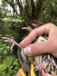 Uma equipe de biólogos que atua nos estudos exigidos pelo projeto da Nova Ferroeste iniciou na semana passada a quarta e última campanha da fauna, que faz o levantamento e identificação das espécies existentes nas áreas do traçado da ferrovia. Espécies endêmicas de anfíbios, anta, onça-parda, aves e animais ameaçados de extinção foram identificados na Serra do Mar, onde foram realizados os trabalhos.Foto: Heloísa Vieira/AEN