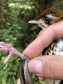 Uma equipe de biólogos que atua nos estudos exigidos pelo projeto da Nova Ferroeste iniciou na semana passada a quarta e última campanha da fauna, que faz o levantamento e identificação das espécies existentes nas áreas do traçado da ferrovia. Espécies endêmicas de anfíbios, anta, onça-parda, aves e animais ameaçados de extinção foram identificados na Serra do Mar, onde foram realizados os trabalhos.Foto: Heloísa Vieira/AEN