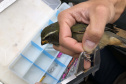 Uma equipe de biólogos que atua nos estudos exigidos pelo projeto da Nova Ferroeste iniciou na semana passada a quarta e última campanha da fauna, que faz o levantamento e identificação das espécies existentes nas áreas do traçado da ferrovia. Espécies endêmicas de anfíbios, anta, onça-parda, aves e animais ameaçados de extinção foram identificados na Serra do Mar, onde foram realizados os trabalhos.Foto: Heloísa Vieira/AEN