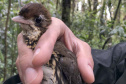 Uma equipe de biólogos que atua nos estudos exigidos pelo projeto da Nova Ferroeste iniciou na semana passada a quarta e última campanha da fauna, que faz o levantamento e identificação das espécies existentes nas áreas do traçado da ferrovia. Espécies endêmicas de anfíbios, anta, onça-parda, aves e animais ameaçados de extinção foram identificados na Serra do Mar, onde foram realizados os trabalhos.Foto: Heloísa Vieira/AEN