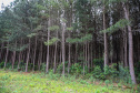 Mata Reflorestamento Pinus. Guarapuava, 16/10/2019 -  Foto: Geraldo Bubniak/AEN