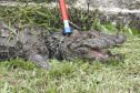 IAT resgata jacaré-do-papo-amarelo de canal em Matinhos. Foto: Prefeitura de Matinhos - IAT