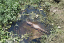 IAT resgata jacaré-do-papo-amarelo de canal em Matinhos. Foto: IAT
