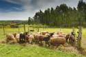  Fazenda de Umuarama é espaço para Ensino, Pesquisa e Extensão .Foto: UEM