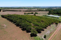 Agricultura familiar faz da pequena Uraí a maior produtora de manga do Paraná. Foto; Ari Dias/AEN