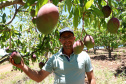 Agricultura familiar faz da pequena Uraí a maior produtora de manga do Paraná. Foto; Ari Dias/AEN