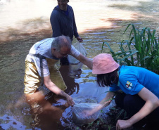 A Sanepar, o Grupo Amigos dos Rios e a Secretaria Municipal de Meio Ambiente de Cascavel farão o repovoamento dos rios Cascavel e Saltinho nesta quarta-feira (24), Dia do Rio. As ações comemorativas preveem o lançamento de sete mil peixes das espécies jundiá e lambari, nativas da bacia do Rio Iguaçu, da qual fazem parte os rios que abastecem Cascavel.  - Cascavel, 22/11/2021 - Foto: Sanepar