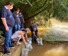 A Companhia de Saneamento do Paraná (Sanepar) fez a soltura de peixes no Rio do Lontra, manancial que abastece os moradores de Salto do Lontra, na terça-feira (23). Na ação, que faz parte das comemorações do Dia do Rio, foram lançados 5 mil peixes em idade juvenil das espécies lambari e jundiá. Essas espécies fazem parte da fauna da bacia do Baixo Iguaçu, na qual está inserido o Rio do Lontra. -  Salto do Lontra, 23/11/2021 - Foto: Sanepar