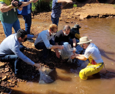 Jundiás e Lambaris são lançados em mananciais de abastecimento de Cascavel - Ação da Sanepar e parceiros visa aumentar a biodiversidade e melhorar a qualidade ambiental - Cascavel, 24/11/2021 - Foto: Sanepar