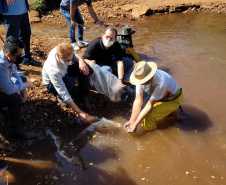 Jundiás e Lambaris são lançados em mananciais de abastecimento de Cascavel - Ação da Sanepar e parceiros visa aumentar a biodiversidade e melhorar a qualidade ambiental - Cascavel, 24/11/2021 - Foto: Sanepar