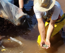 Jundiás e Lambaris são lançados em mananciais de abastecimento de Cascavel - Ação da Sanepar e parceiros visa aumentar a biodiversidade e melhorar a qualidade ambiental - Cascavel, 24/11/2021 - Foto: Sanepar