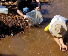 Jundiás e Lambaris são lançados em mananciais de abastecimento de Cascavel - Ação da Sanepar e parceiros visa aumentar a biodiversidade e melhorar a qualidade ambiental - Cascavel, 24/11/2021 - Foto: Sanepar