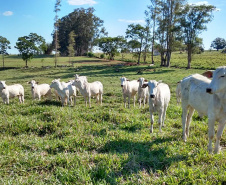 Até pouco tempo atrás o produtor Lairton Berti Garcia, de Moreira Sales, enfrentava sérias dificuldades para manter seu rebanho alimentado durante o inverno. Com pasto nativo e solo arenoso, a oferta de alimento para os animais sempre foi pequena nesse período. Foto: IDR