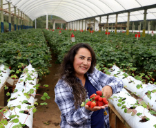 Produtora paranaense de morangos recebe prêmio de inovação no meio rural