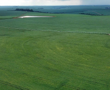 As condições climáticas favoráveis possibilitaram que os produtores paranaenses de milho encerrassem o plantio da primeira safra 2021/22 nesta semana, com a lavoura apresentando bom desenvolvimento. Esse é um dos assuntos abordados no Boletim de Conjuntura Agropecuária referente ao período de 05 a 11 de novembro. Foto: José Fernando Ogura/AEN