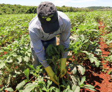 Estimulada por Uraí, no Norte, produção de quiabo começa a se expandir no Estado