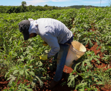 Estimulada por Uraí, no Norte, produção de quiabo começa a se expandir no Estado