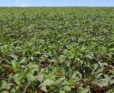 Estimulada por Uraí, no Norte, produção de quiabo começa a se expandir no Estado