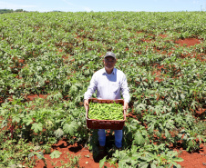 Estimulada por Uraí, no Norte, produção de quiabo começa a se expandir no Estado