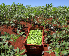 Estimulada por Uraí, no Norte, produção de quiabo começa a se expandir no Estado