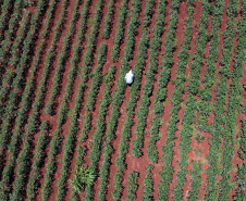 Estimulada por Uraí, no Norte, produção de quiabo começa a se expandir no Estado