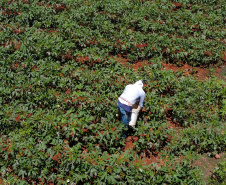 Estimulada por Uraí, no Norte, produção de quiabo começa a se expandir no Estado