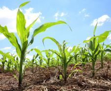 As condições climáticas favoráveis possibilitaram que os produtores paranaenses de milho encerrassem o plantio da primeira safra 2021/22 nesta semana, com a lavoura apresentando bom desenvolvimento. Esse é um dos assuntos abordados no Boletim de Conjuntura Agropecuária referente ao período de 05 a 11 de novembro. Foto: José Fernando Ogura/AEN