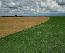 As condições climáticas favoráveis possibilitaram que os produtores paranaenses de milho encerrassem o plantio da primeira safra 2021/22 nesta semana, com a lavoura apresentando bom desenvolvimento. Esse é um dos assuntos abordados no Boletim de Conjuntura Agropecuária referente ao período de 05 a 11 de novembro. Foto: José Fernando Ogura/AEN
