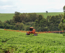 As condições climáticas favoráveis possibilitaram que os produtores paranaenses de milho encerrassem o plantio da primeira safra 2021/22 nesta semana, com a lavoura apresentando bom desenvolvimento. Esse é um dos assuntos abordados no Boletim de Conjuntura Agropecuária referente ao período de 05 a 11 de novembro. Foto: José Fernando Ogura/AEN