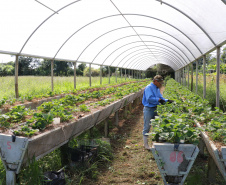 Tecpar capacita municípios do Litoral sobre certificação de orgânicos