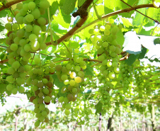 Fruticultura teve pouco impacto nos índices de inflação, aponta boletim