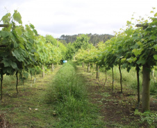 O investimento em pesquisa, em assistência técnica e extensão rural está colaborando para tornar a Lapa referência na fruticultura. A Estação Experimental do Instituto de Desenvolvimento Rural do Paraná Iapar-Emater (IDR-Paraná) no município alia tecnologia a boas práticas, e agora busca fortalecer o laço com outras cidades para incentivar a produção regional.Foto: Gisele Barão/SEAB