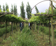 O investimento em pesquisa, em assistência técnica e extensão rural está colaborando para tornar a Lapa referência na fruticultura. A Estação Experimental do Instituto de Desenvolvimento Rural do Paraná Iapar-Emater (IDR-Paraná) no município alia tecnologia a boas práticas, e agora busca fortalecer o laço com outras cidades para incentivar a produção regional.Foto: Gisele Barão/SEAB