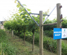 O investimento em pesquisa, em assistência técnica e extensão rural está colaborando para tornar a Lapa referência na fruticultura. A Estação Experimental do Instituto de Desenvolvimento Rural do Paraná Iapar-Emater (IDR-Paraná) no município alia tecnologia a boas práticas, e agora busca fortalecer o laço com outras cidades para incentivar a produção regional.Foto: Gisele Barão/SEAB